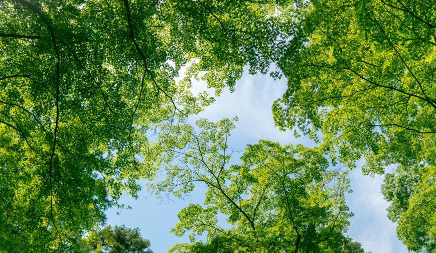 A photo of trees and blue sky