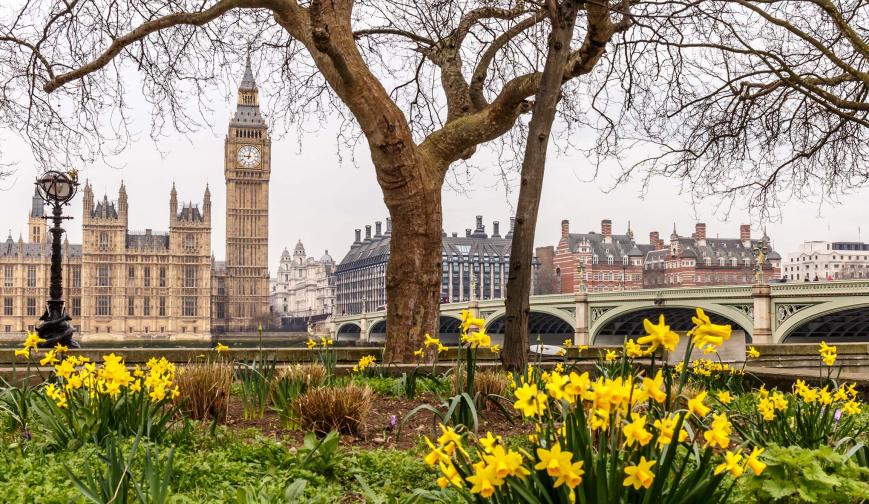 Daffodils and Westminster