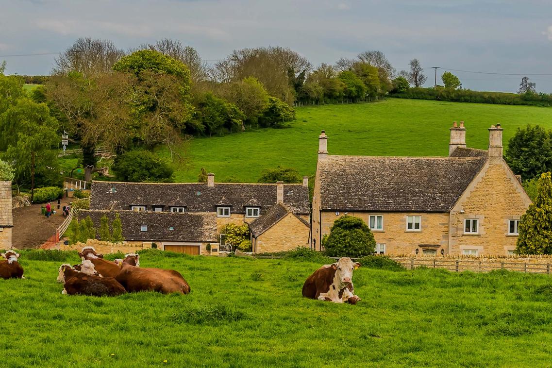 English farm with cows
