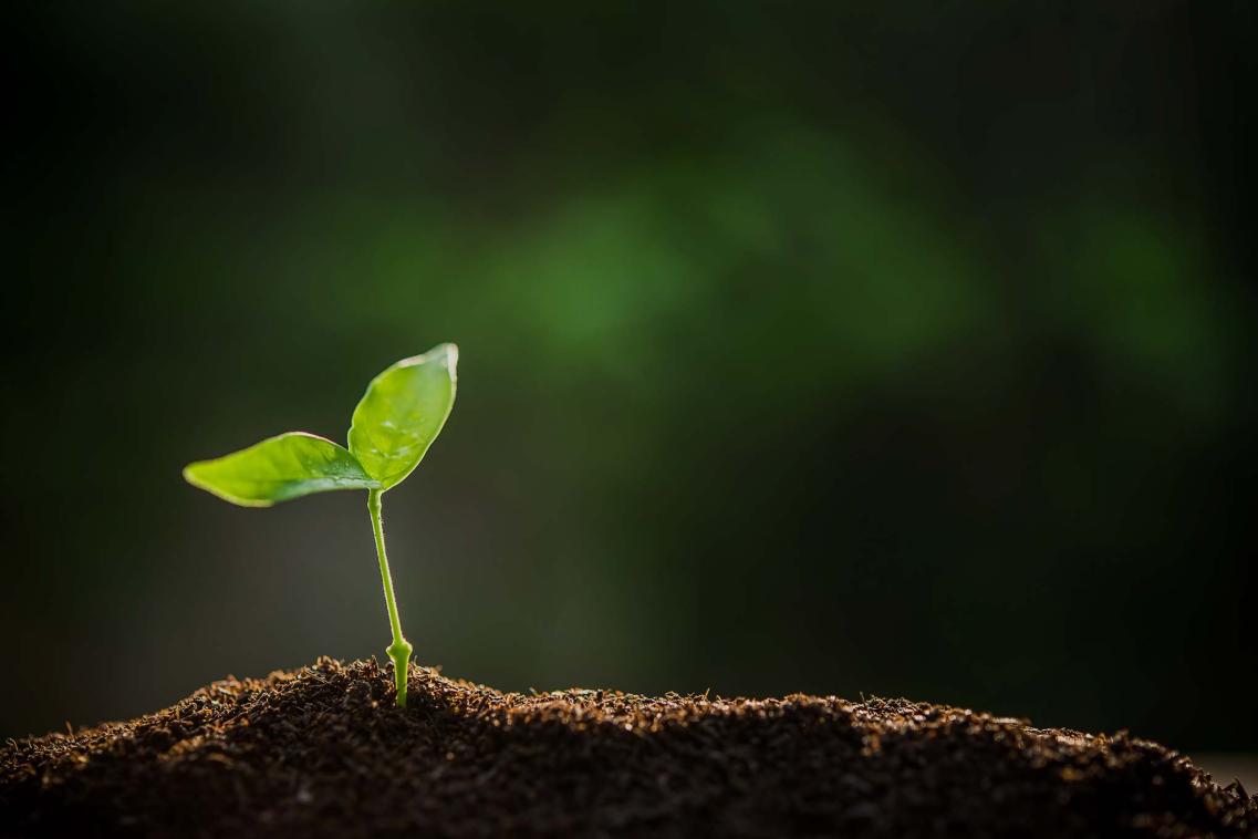 Leaf growing