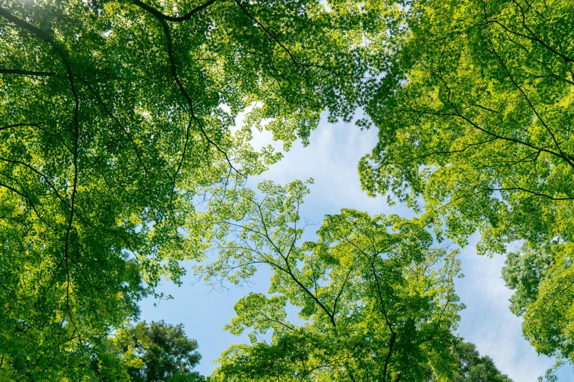 A photo of trees and blue sky