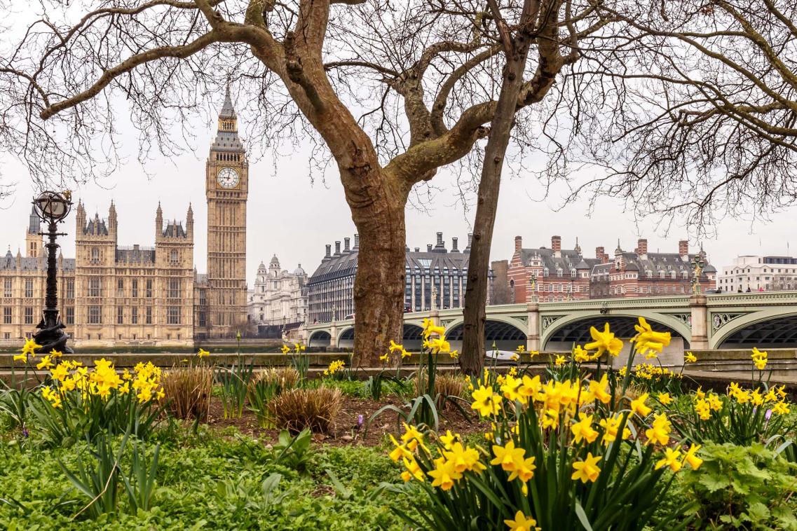 Daffodils and Westminster