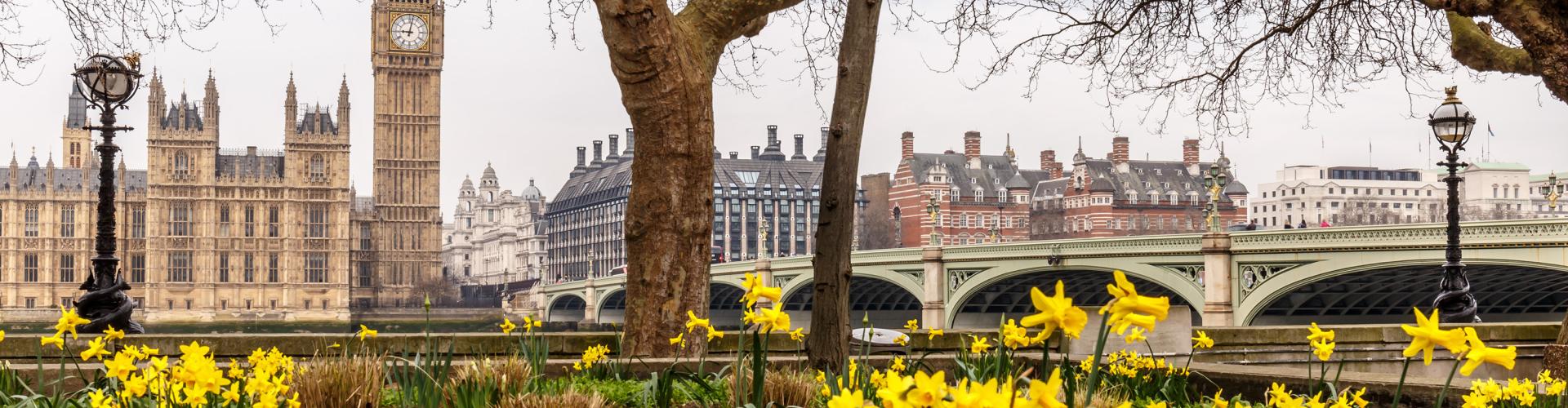 Daffodils and Westminster