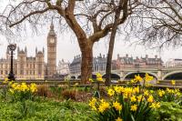 Daffodils and Westminster