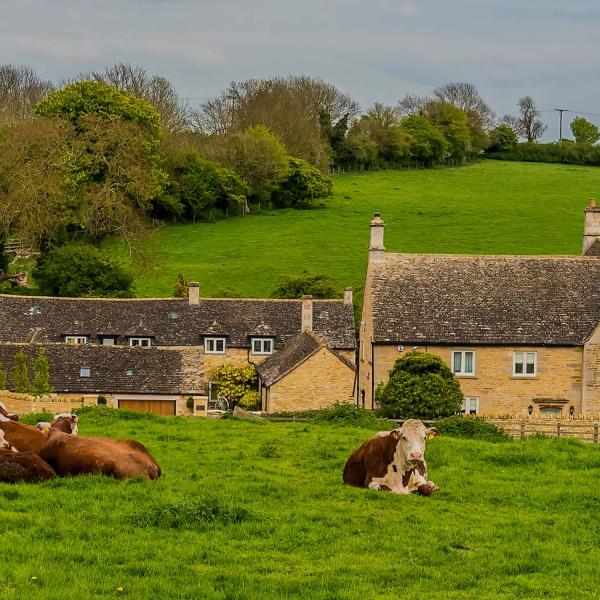 English farm with cows