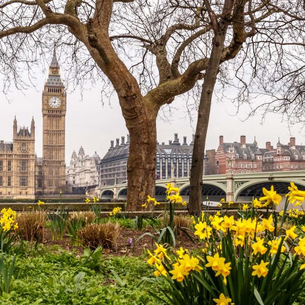 Daffodils and Westminster